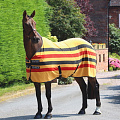 Попона для животных Shires Tempest Original Newmarket 125 (желтый/черный/красный)
