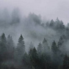 Фотообои Vimala Лес в тумане 7 270x300
