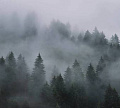 Фотообои Vimala Лес в тумане 7 270x300