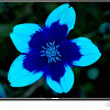 Телевизор Hartens HTV-43F01-T2C/A4/B