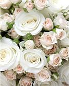 Фотообои Citydecor Букет роз с защитным покрытием 200x254