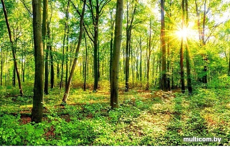 Фотообои Citydecor Солнечный лес с защитным покрытием 400x254