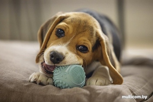 Игрушка для собак Beeztees 626847