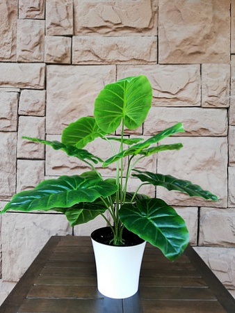 Искусственное растение Forgarden Алоказия в белом горшке BN10742