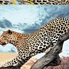 Пазл Step Puzzle Леопард в дикой природе 84053 (2000 эл)