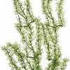 Искусственное растение Barbus Яванский мох Plant 024/30 (зеленый)