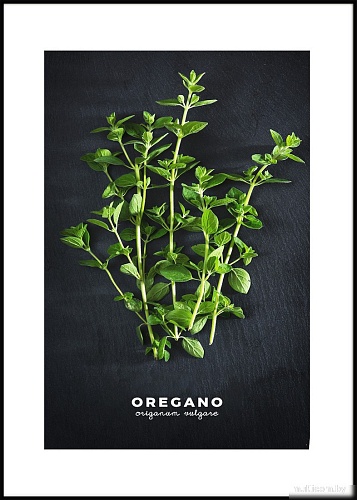 Картина Orlix Орегано OB-14442