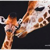 Коврик для мыши SmartBuy Giraffe S SBMP-103-GI