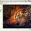 Пазл Step Puzzle Сибирский тигр 79142 (1000 эл)