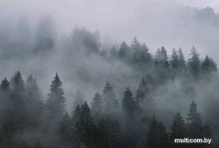 Фотообои Vimala Лес в тумане 7 270x400