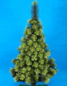 Сосна Morozco Крымская 1.5 м