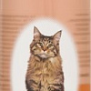 Шампунь Hartz Groomer&#039;s Best Waterless Cat Spring Fresh (236 мл)