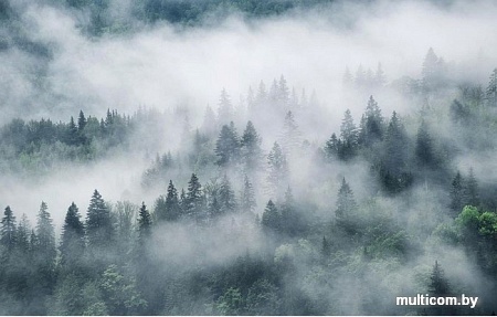 Фотообои Citydecor Лес в тумане с защитным покрытием 400x254