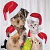 JoyArty Новогодние питомцы p_20310 (145x180)