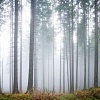 Фотообои Citydecor Лес в тумане 2 450x270