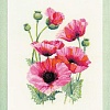 Набор для вышивания Риолис Розовые маки № 1775