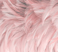 Фотообои Vimala Перья 14 270x300