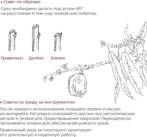 Секатор Frut Club 402218