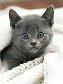 Алмазная мозаика Wizardi Любопытный котенок WD3054