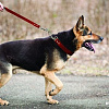 Angel Pet Rio Martingale 30533/AG (красный)