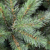 Сосна Beatrees Crystal 1.9 м