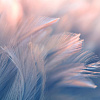 Фотообои Vimala Перья 15 270x300