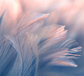 Фотообои Vimala Перья 15 270x300