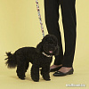 Ошейник United Pets Complete Me Collar (S, разноцветный рисунок)