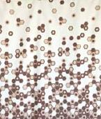 Шторка-занавеска для ванны Miranda Troy Beige