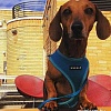 Шлейка Puppia Ritefit PAJA-AC617-SB-XL (голубой)