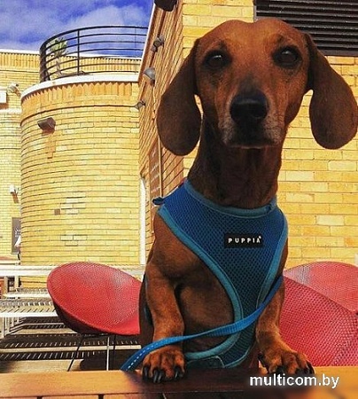 Шлейка Puppia Ritefit PAJA-AC617-SB-XL (голубой)
