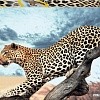 Пазл Step Puzzle Леопард в дикой природе 84053 (2000 эл)