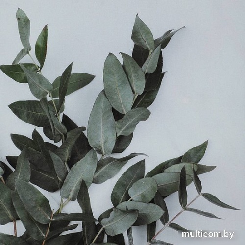 Фоторамка Eglo Renabie 423006