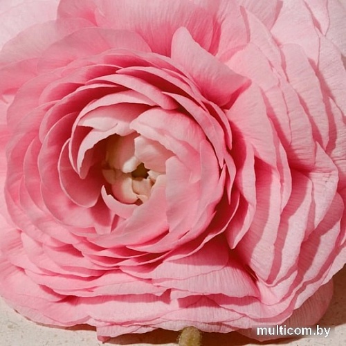 Burberry Her EdP (100 мл)