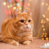Коврик для мыши VS Cat VS_B4652