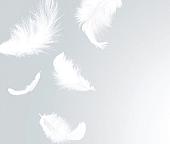 Фотообои Citydecor Перышки с защитным покрытием 300x254