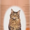Шампунь Hartz Groomer&#039;s Best Waterless Cat Spring Fresh (236 мл)