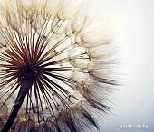 Фотообои Citydecor Цветы и Растения 140 300x260