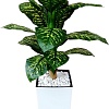 Искусственное растение Forgarden Диффенбахия пестролистная BN11134