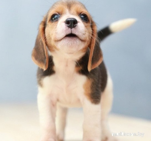 Сухой корм для собак Spectrum Pappy 32 для щенков мини и средних пород с ягненком 3 кг