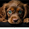 Телевизор Topdevice 65&amp;quot; QLED CQ09