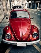 Фотообои Citydecor Жук с защитным покрытием 200x254