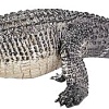 Фигурка Konik Аллигатор AMW2073