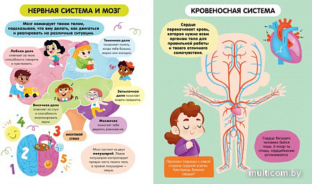 Энциклопедия издательства Clever. Удивительные энциклопедии. Тело человека