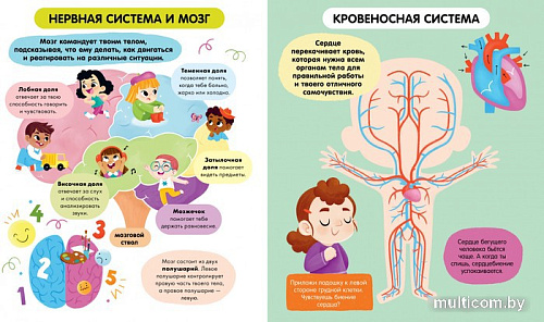 Энциклопедия издательства Clever. Удивительные энциклопедии. Тело человека