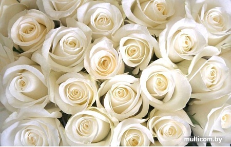 Фотообои Citydecor Бутоны роз с защитным покрытием 400x254