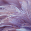 Фотообои Vimala Перья 19 270x400