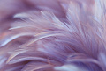 Фотообои Vimala Перья 19 270x400