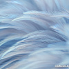 Фотообои Vimala Перья 13 270x300