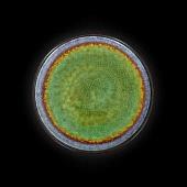 Тарелка обеденная Corone Verde HL473250 фк0731